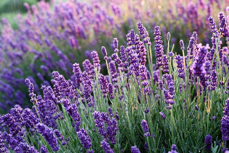 Aromatic Blossoms