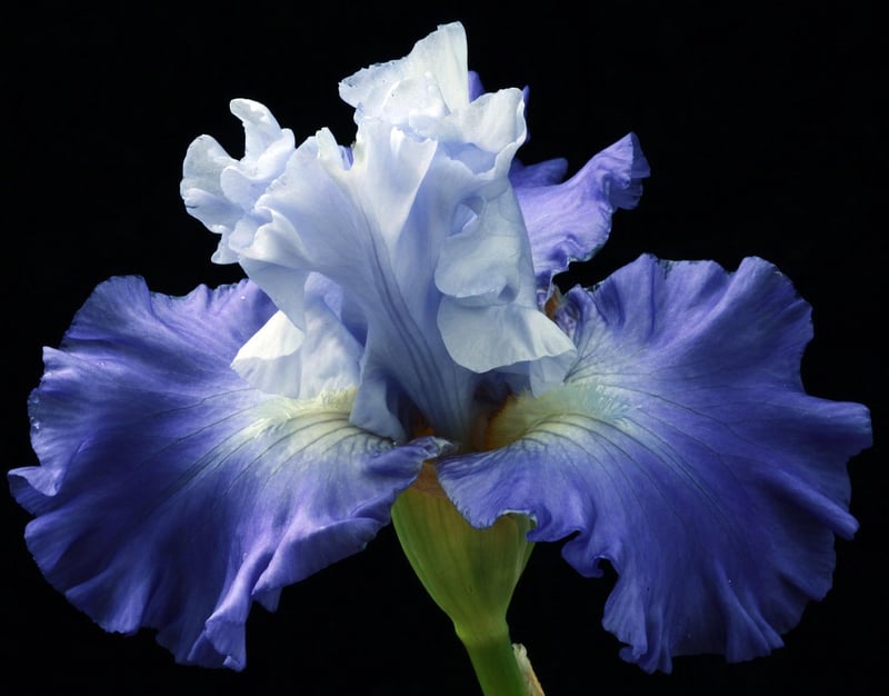 Garden Image